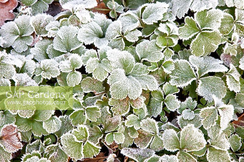 Waldsteinia ternata with frost