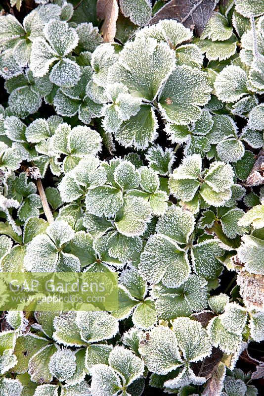 Waldsteinia ternata with hoar frost