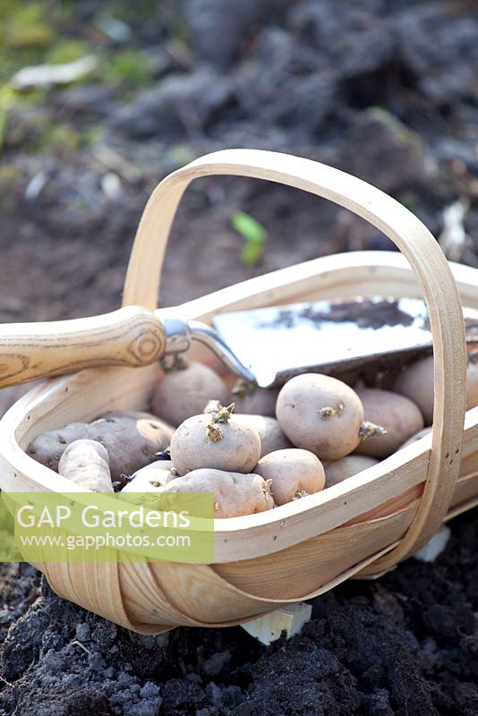 Seed potatoes Solanum tuberosum 'Charlotte' and Solanum tuberosum 'Anya'