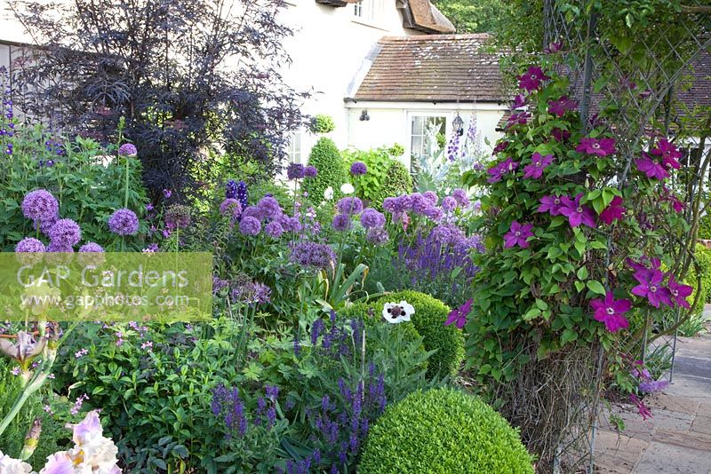 Purple themed cottage garden with Allium 'Globemaster', Salvia nemorosa 'Ostfriesland', Sambucus nigra 'Black Lace', Clematis niobe and Papaver orientale 'Perry's White'
