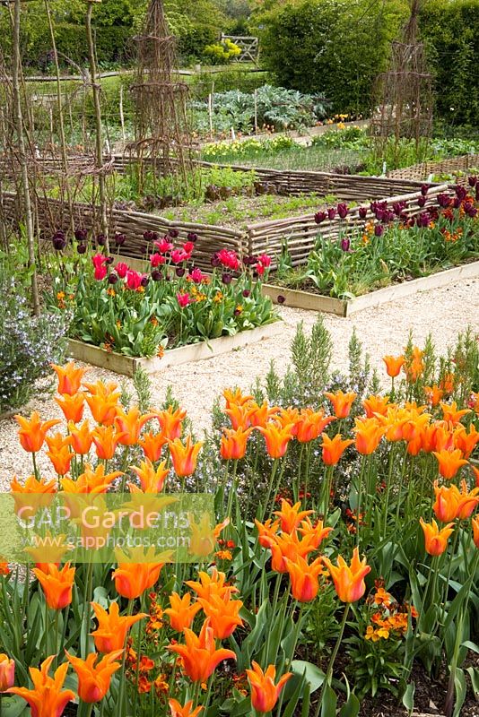 Tulips in the vegetable garden at Perch Hill in spring. Tulipa 'Ballerina' in the foreground. Low woven hazel hurdles edging the beds