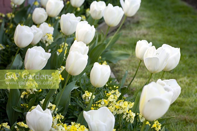 Tulipa 'Ivory Floradale' with Erysimum 'Primrose' at Perch Hill