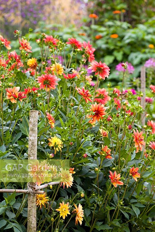 The cutting garden at Perch Hill in late summer with Dahlia 'Jescot Julie' and D. 'Indian Summer' in the foreground