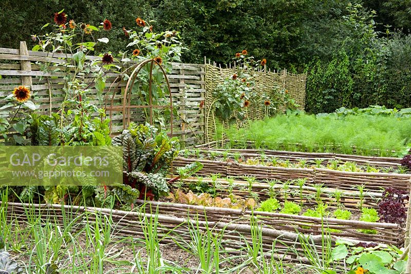 Raised beds of chard, salsify, lettuce and fennel in the vegetable garden at Perch Hill. Low fences of woven hazel edging the beds