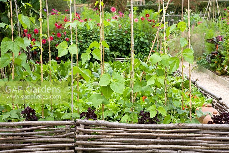 Runner beans grown up canes with low woven hazel hurdles edging the beds