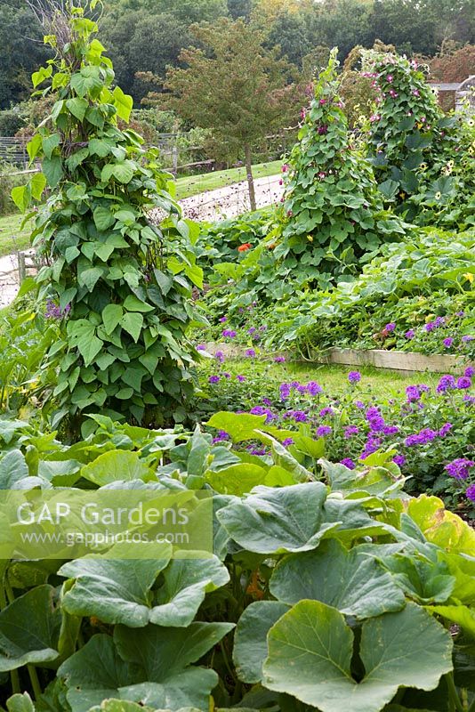The vegetable bank at Perch Hill with Verbena 'Aztec Violet' and squash. Ipomoea and beans grown up woven willow tripods