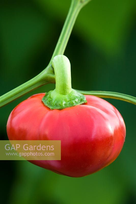 Sweet Red Pepper 'Topepo Rosso'