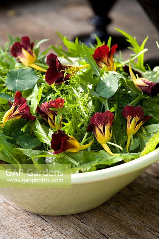 Salad with edible nasturtium flowers. Mizuna, Mustard 'Osaka Purple', Mustard 'Golden Streaks', Lettuce 'Green Oak Leaf', Lettuce 'Cocarde' and Nasturtium 'Black Velvet'