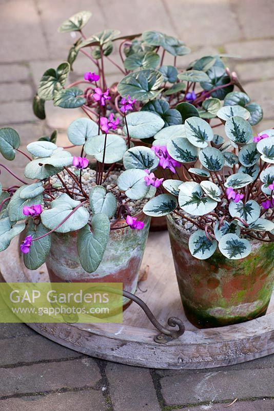 Cyclamen coum in pots. Showing a variety of leaf forms