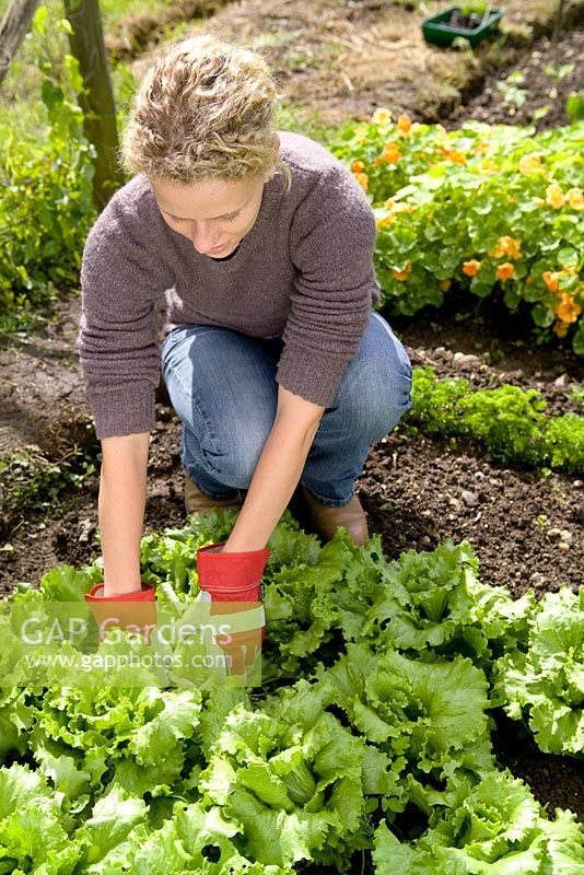 Woman cutting lettuce, Lettuce Webbs Wonderful