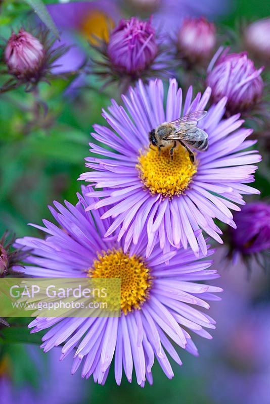 Aster novae-angliae 'Mrs S. T. Wright' with honey bee