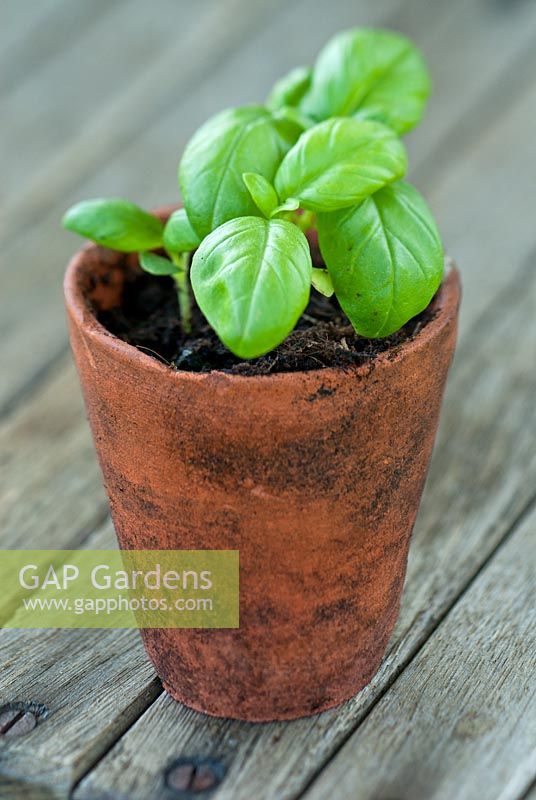 Ocimum basilicum - Basil seedling in terracotta pot.