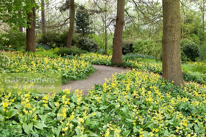 Spring woodland garden with mass planting of Erythronium Pagoda at RHS Wisley.