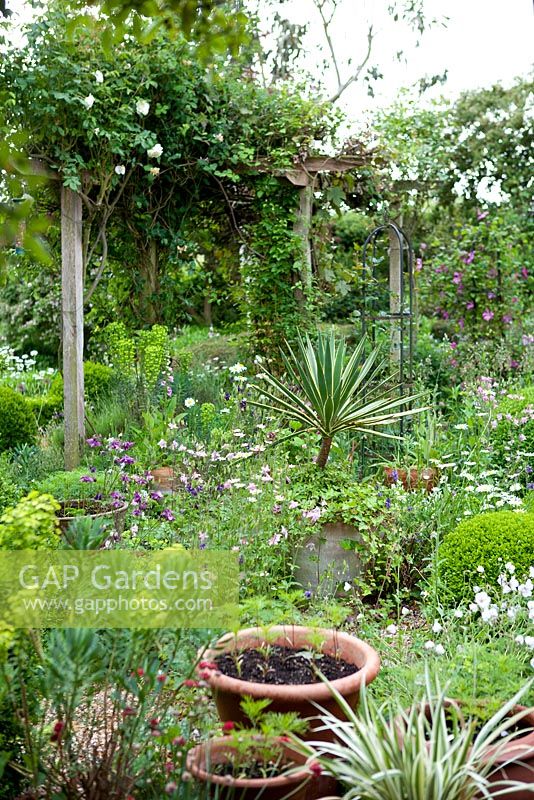 Planted terrace garden, May. Plants include - Aquilegia, Buxus, Clematis, Leucanthemum vulgare, Phormium, Rosa 'Felicite et perpetue'