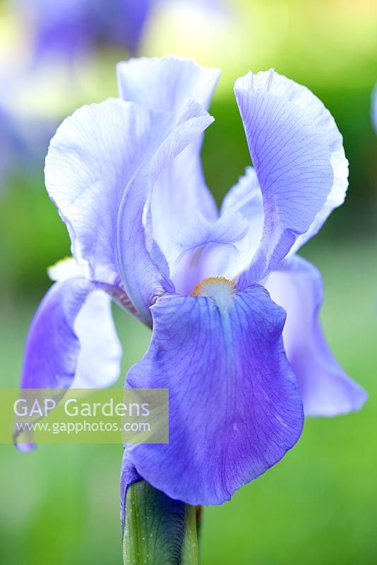 Iris pallida subsp. pallida - Great Purple Flag, May