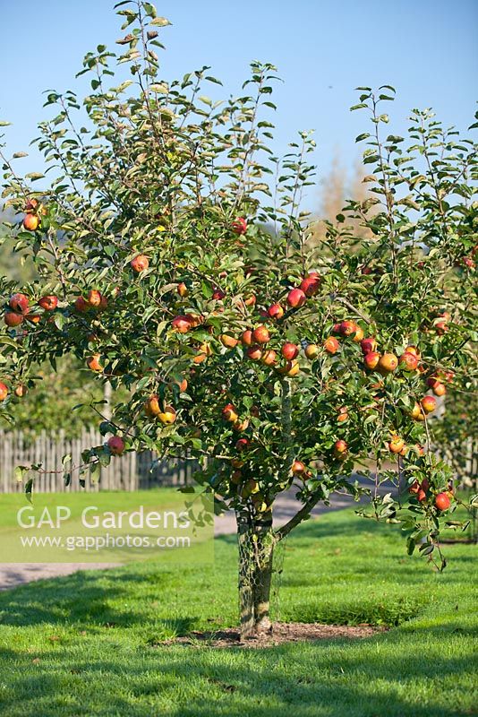 Malus domestica 'Kidds Orange Red' - Apple tree in an orchard in Autumn