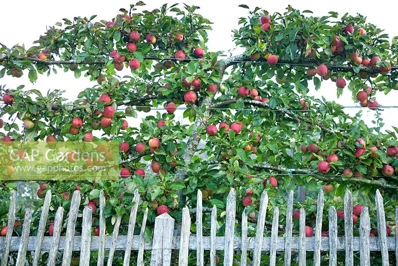 Malus 'Kidd's Orange Red' - Apple, September