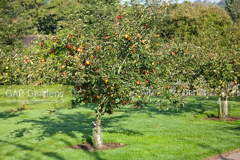 Apple orchard with Malus 'Lord Lambourne' - Dessert Apple in foreground at RHS Garden Rosemoor, Great Torrington, Devon, September
