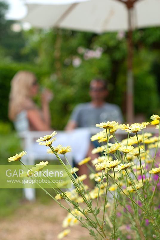 Man and woman sitting outside in the garden, Anthemis tinctoria 'EC Buxton' in foreground