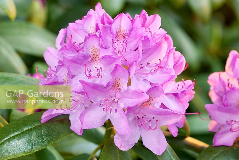 Rhododendron 'Roseum Elegans'
