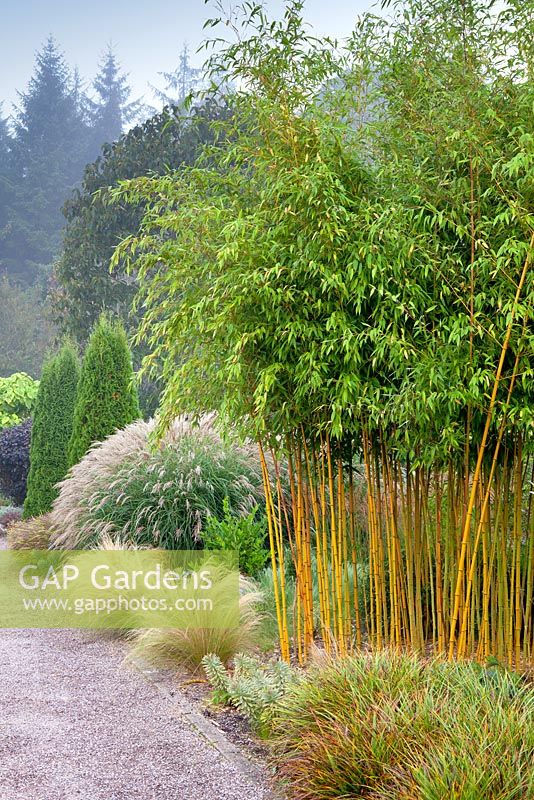 The Foliage Garden and The Plantsmans Garden at RHS Garden Rosemoor, Great Torrington, Devon with Phyllostachys aureosulcata f. spectabilis - Bamboo in centre

