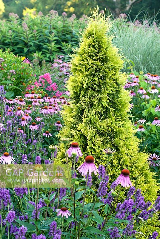Echinacea purpurea, Miscanthus sinensis 'Morning ligh', Stachys macrantha 'Hummelo', Thuja occidentalis 'Barabit's Gold' - The Summer Garden in July, Bressingham Gardens, Norfolk

