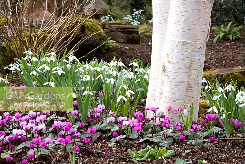 Cyclamen coum and Galanthus nivalis growing at the base of Betula utilis var. jacquemontii - Silver Birch tree
