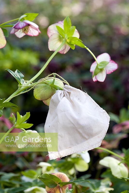 Cotton bag tied round hellebore flowers to collect seed