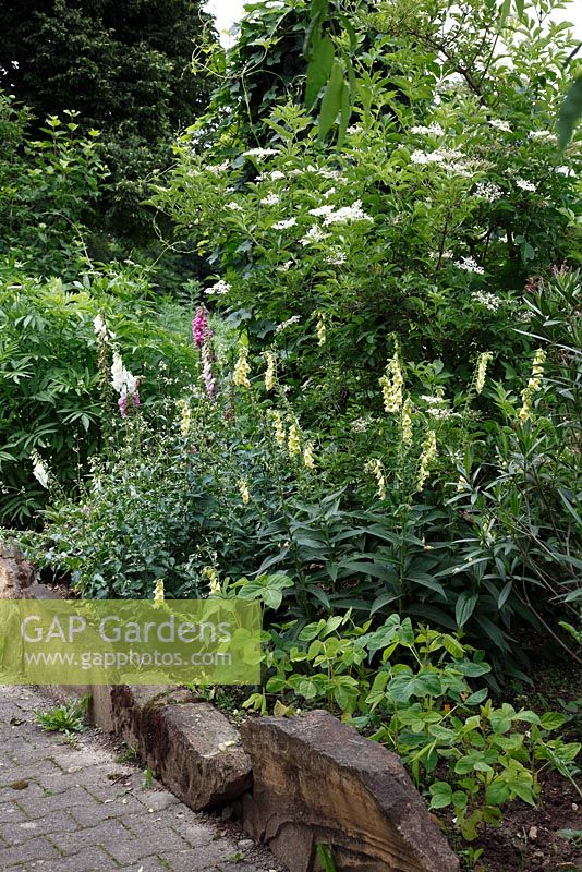 Herbal remedy bed with Glycine max and Digitalis lutea