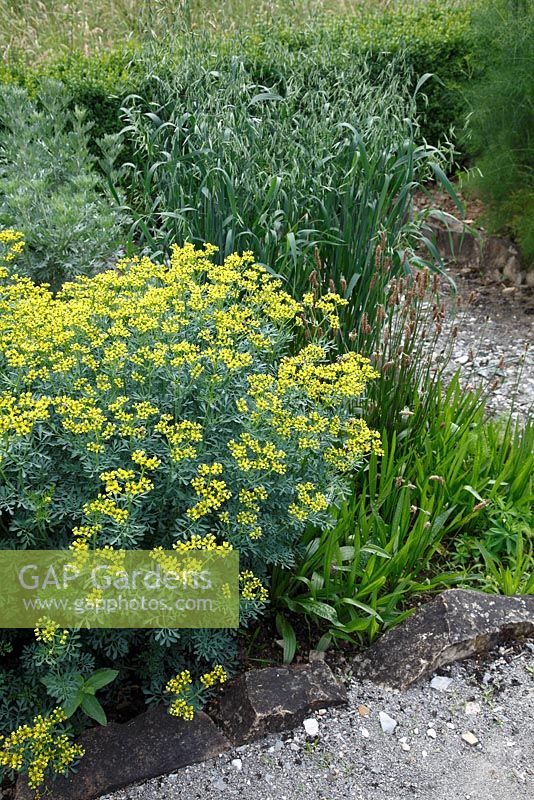 Ruta graveolens, Plantago lanceolata and Avena sativa in a herbal remedy garden