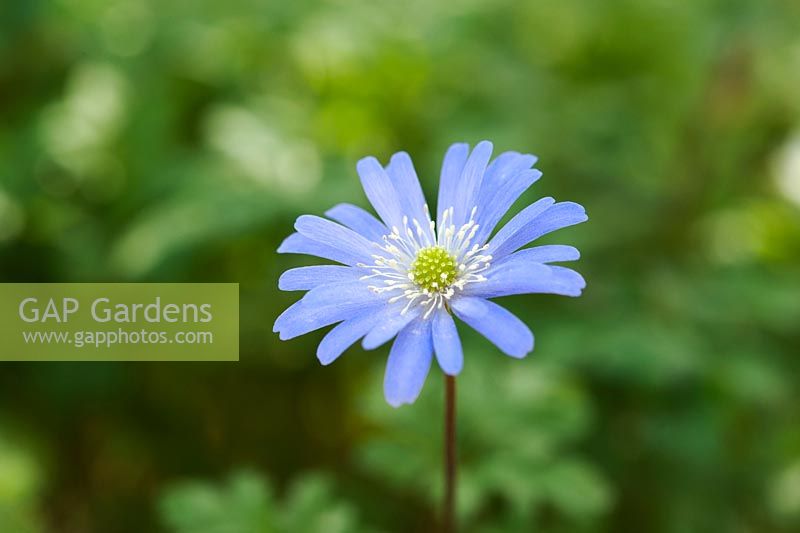 Anemone apennina - Blue windflower