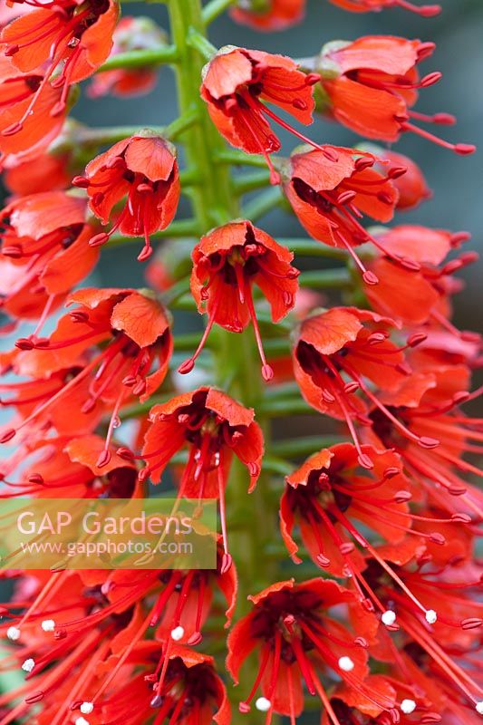 Greyia sutherlandii - Natal bottlebrush flower