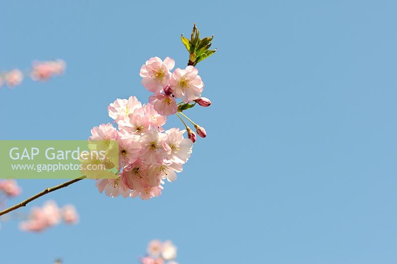 Prunus accolade - Flowering Cherry Tree against blue sky