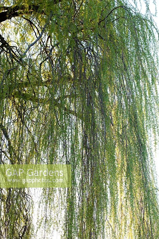 Salix babylonica 'Pendula' - Weeping willow tree