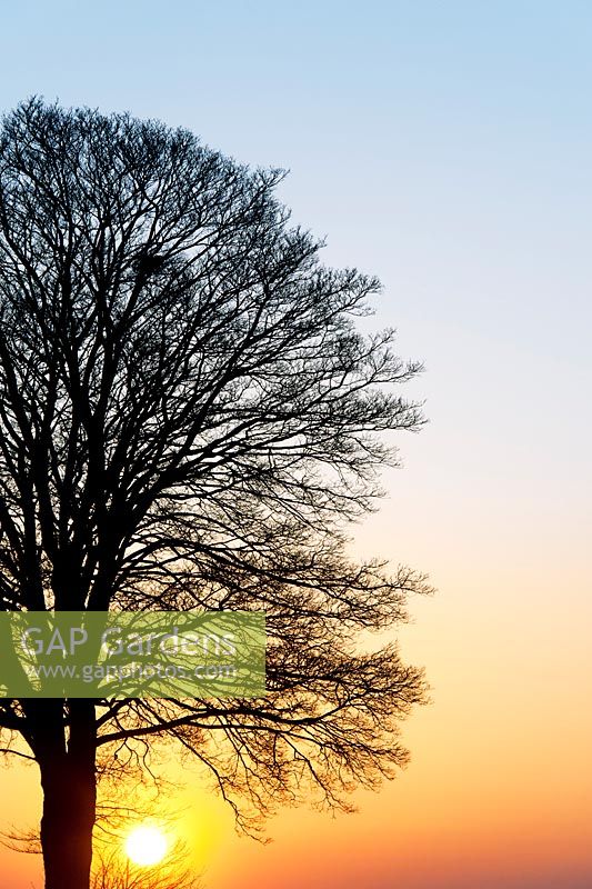 Quercus - Oak tree sunset silhouette in the English countryside