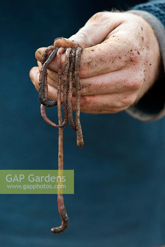 Lumbricus terrestris - Gardeners hand holding common earthworms 