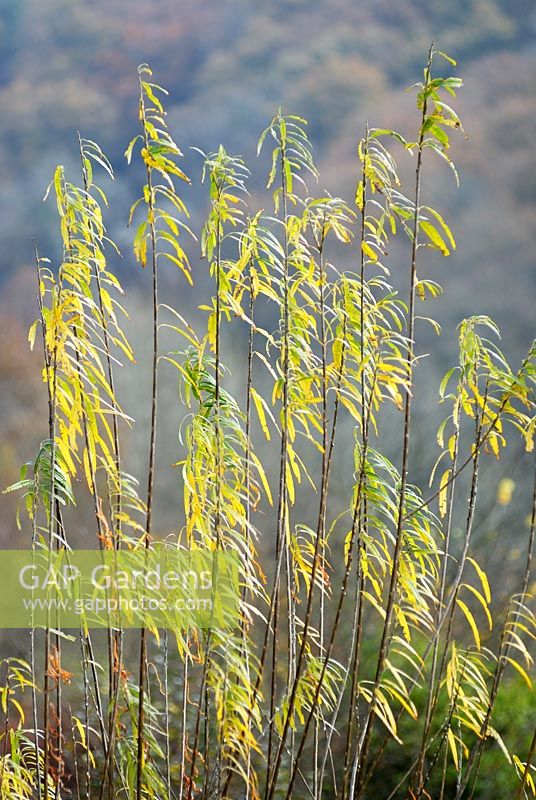 Salix viminalis 'Superwillow' in Autumn
