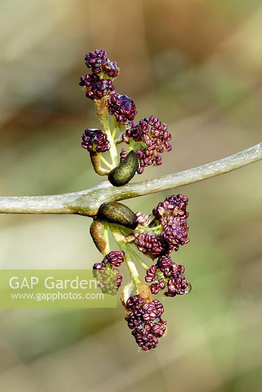 Fraxinus excelsior - Ash flower buds