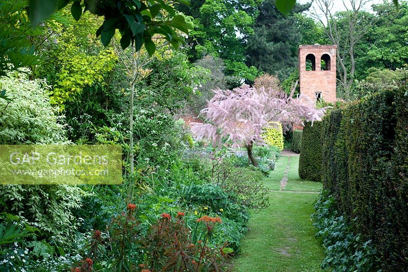 Borders with Tamarix gallica and Euphorbia griffithii 'Fireglow' - Stone House Cottage Garden, Kidderminster