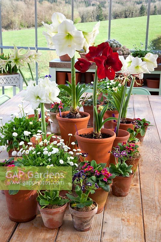 Table arrangement in the glasshouse at Perch Hill. Collection of Amaryllis, Bellis perennis and Auriculas in terracotta pots