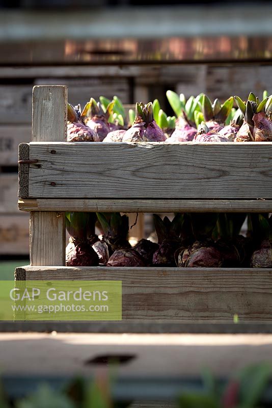 Hyacinth bulbs in wooden trays at Floratuin Julianadorp, Holland