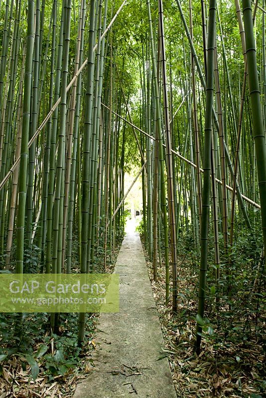 Pathway through bamboos