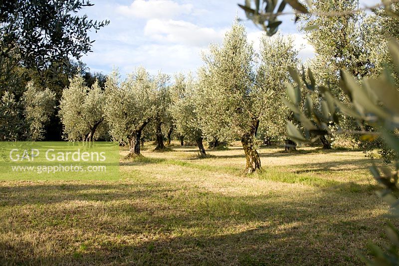 Olive grove 