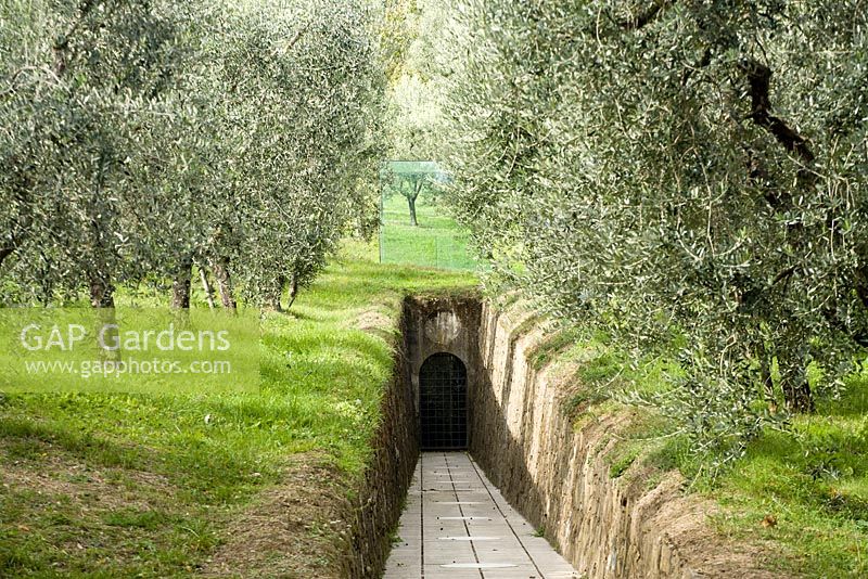 Rill running through olive grove