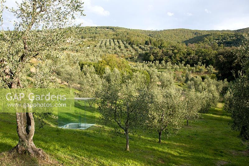 Clear glass cube sculpture in olive grove 