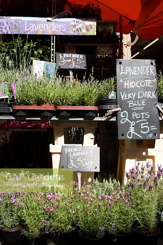 Lavandula 'Hidcote' for sale in Columbia road flower market