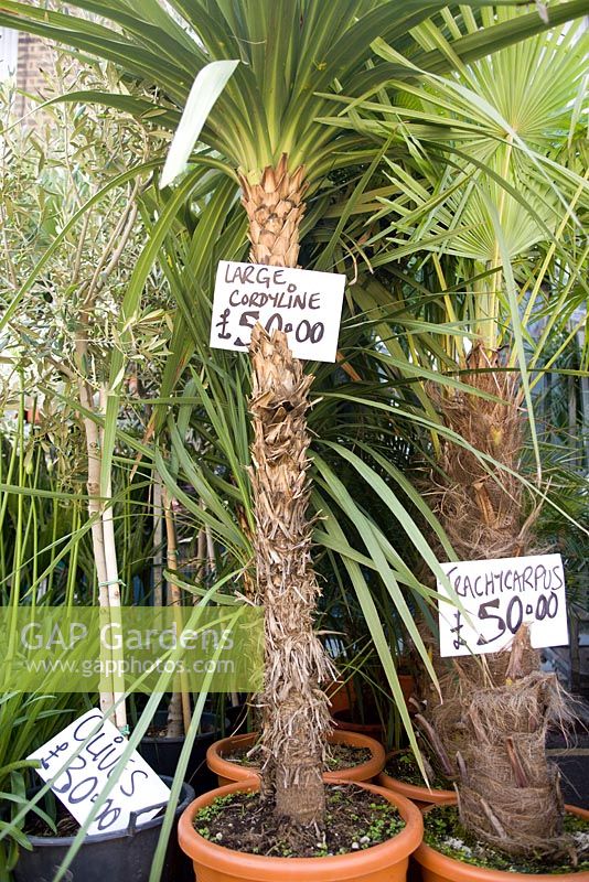 Plants for sale in Columbia road flower market