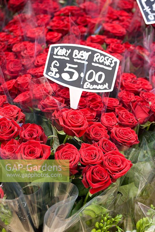Roses for sale on Columbia road flower market