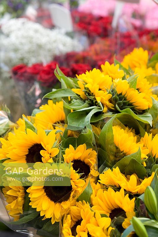 Sunflowers for sale on Columbia road flower market