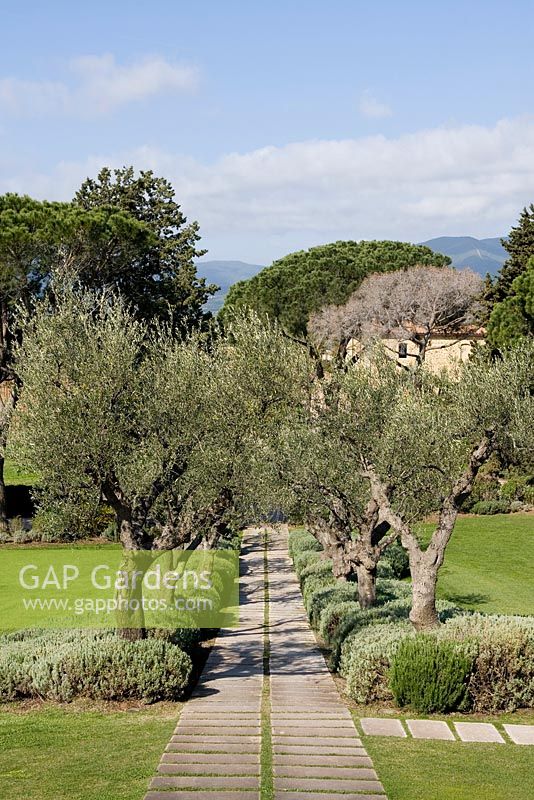 Olea - Olive trees underplanted with Lavandula - Lavender - L'Andana tenuta La Badiola hotel, Grosseto. Maremma, Tuscany
 
